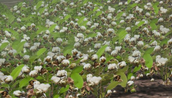 File:Cotton-harvest.png