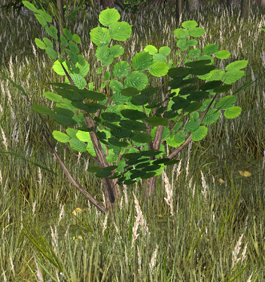 A Hazelnut bush