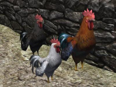 Three Handsome Roosters