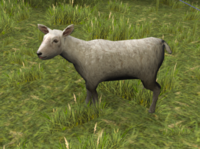 A sheep after being shorn