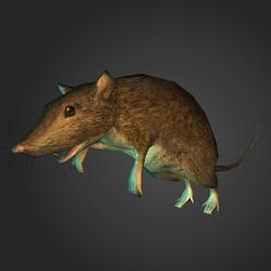 A Large rat
