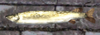 A Pike