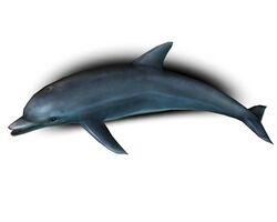 A Dolphin