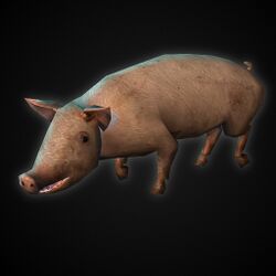 A Pig