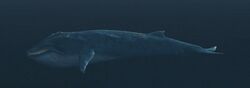 A Blue whale