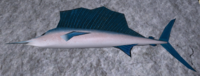 A Sailfish