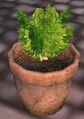Fennel planted in a pottery planter