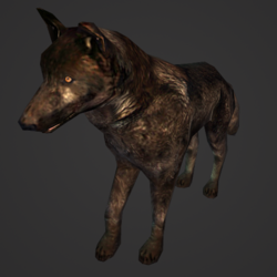 A Black wolf