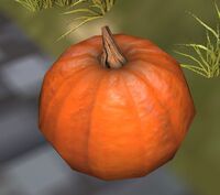 A Pumpkin