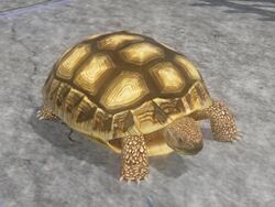 A Tortoise