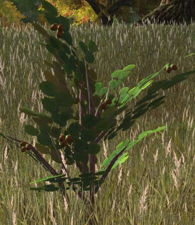 Hazelnut shrub in season