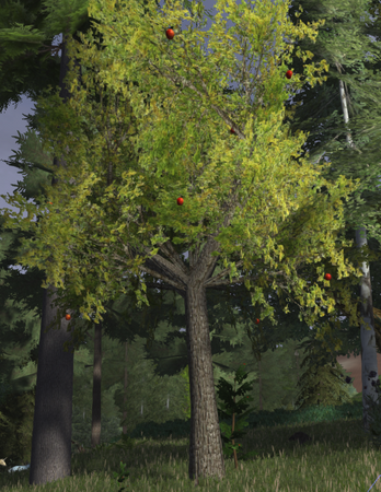 Apple tree in season