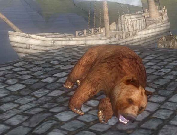 Corpse of a brown bear