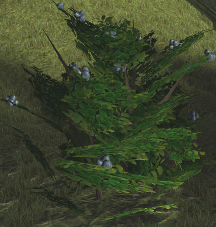 Blueberry bush while in season