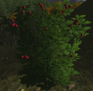 Raspberry bush while in season