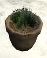 Rosemary planted in a pottery planter