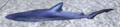Blue shark