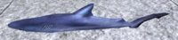 A Blue shark