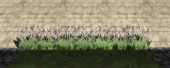 Lavender plantation