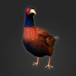 A Pheasant