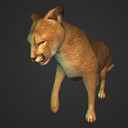 A Mountain lion