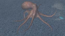 A Octopus