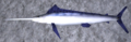 Marlin