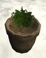 Parsley planted in a pottery planter