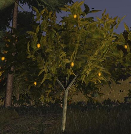 Lemon tree in season