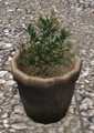 Woad in a pottery planter