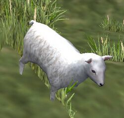 A Lamb