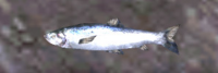 A Herring