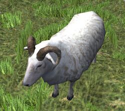 A Ram