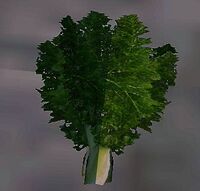 A Fennel
