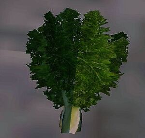 Fennel.jpg